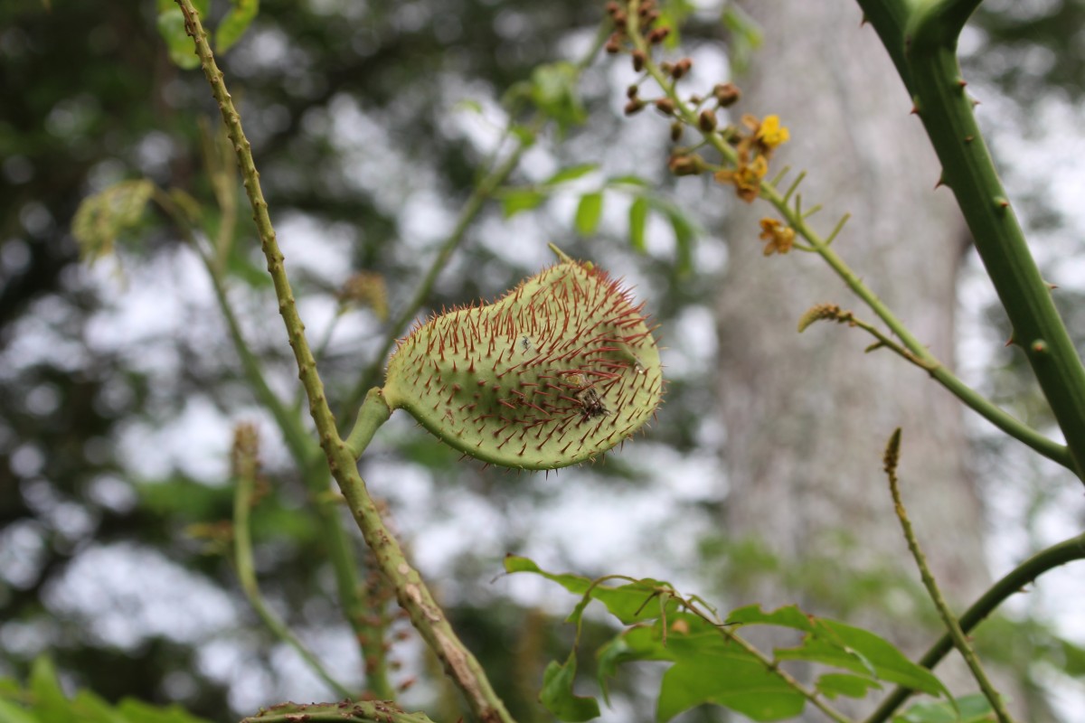 Guilandina major (Medik.) Small